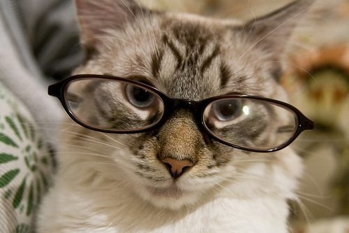 gatos-con-lentes-02