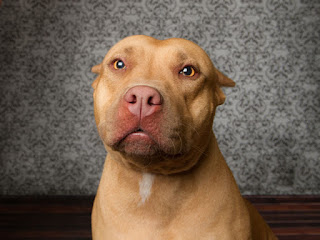 American Pitbull Terrier temperament