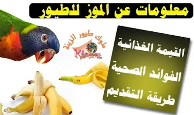 معلومات عن تغذية الطيور على الموز