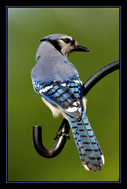 Bluey jay wallpaper,blue jay images,blue jay photo,blue jay images,beautiful blue jay,cute blue jay,the blue jays,blue jay birds,  the toronto blue jays,toronto blue jays,blue jays,blue jay bird,flying blue jay,