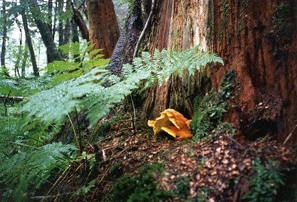 brack fungus, chicken of the woods