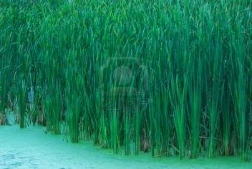 Reed Lore