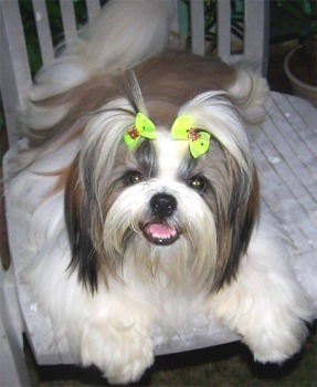 Dogs Hair Cuts Style on Shih Tzu Dog Info   Fun Animals Wiki  Videos  Pictures  Stories