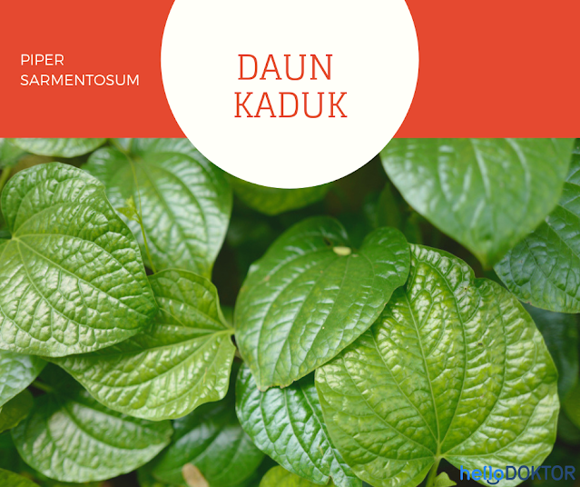 Daun Kaduk