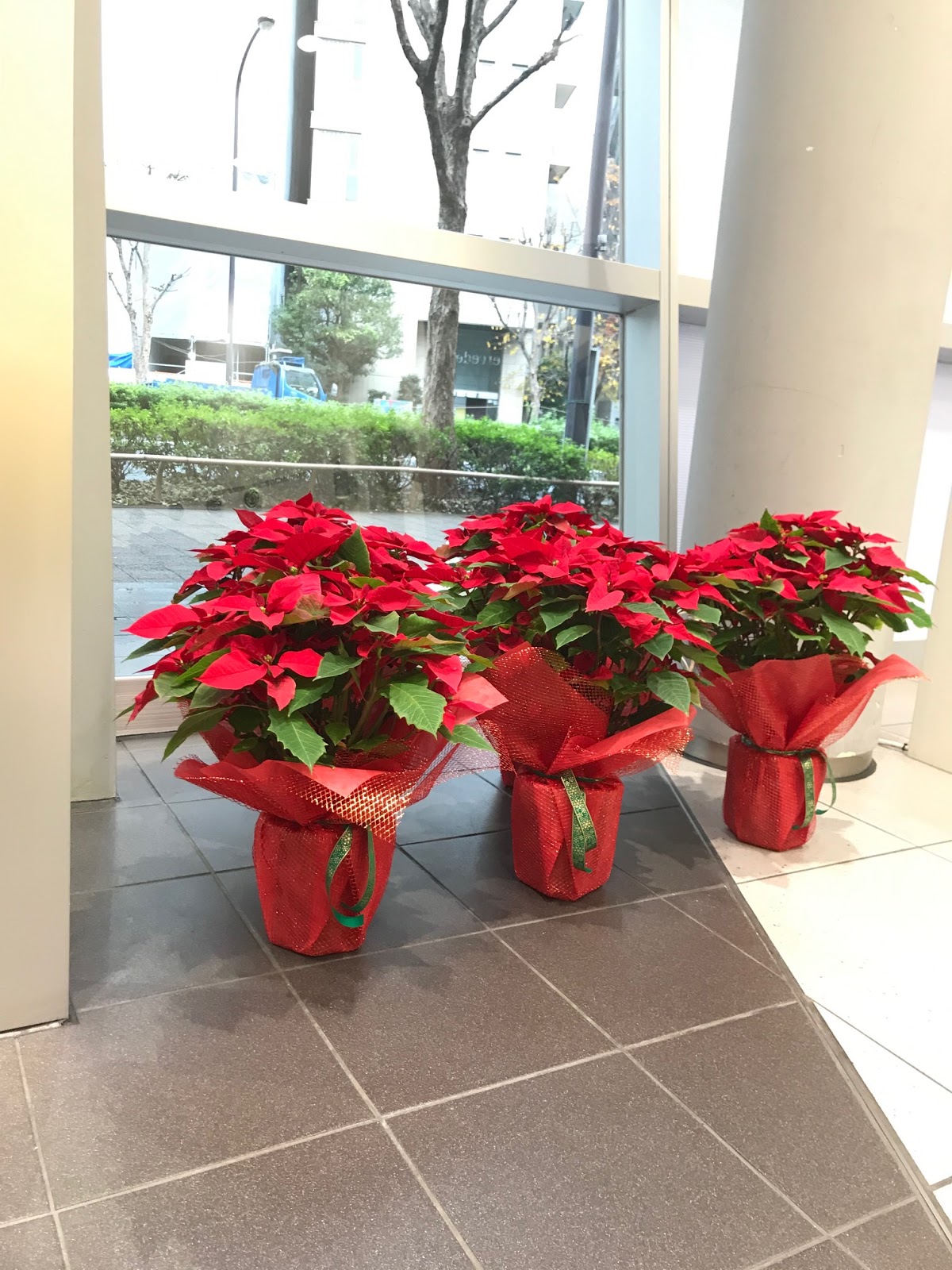 ポインセチア プレミアムレッド 葉織 Haori Flowers 新宿区のお花屋さん