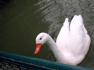 coscorba swan