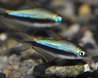 Emperor Tetra