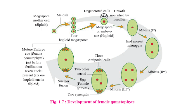 Development of female gametophyte