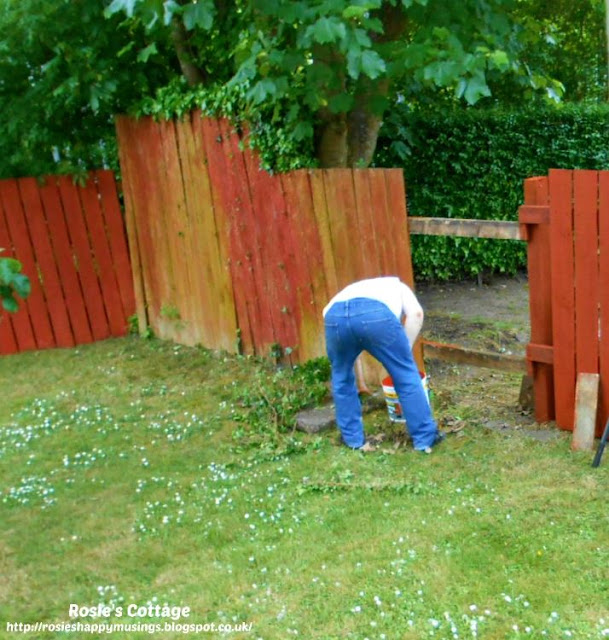 Garden fence replacement project: Hubby working hard, vines are removed and work continues...