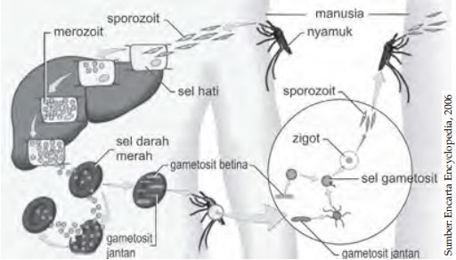 PlASMODIUM Siklus Hidup Plasmodium Gambar  Jenis 