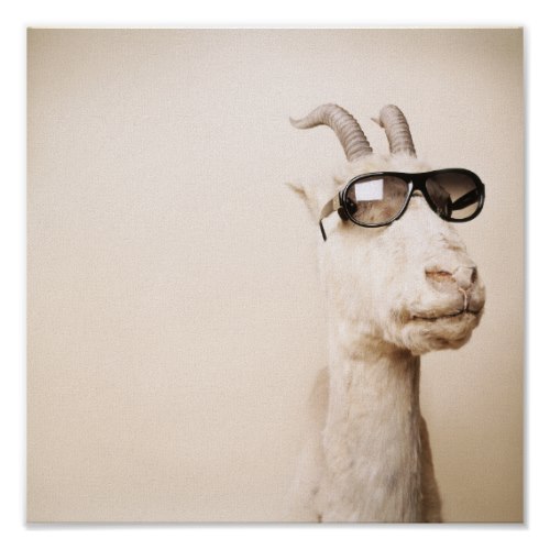 A Goat wearing Shades | A Funny Photo Print