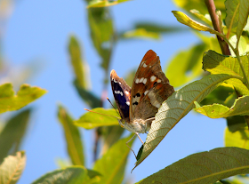 Mariposas en Pontevedra