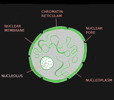simple animal cell diagram without. animal cell diagram for kids
