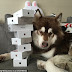 OMG! MONEY SPEAKING!!.. MAN BUYS NEW iPHONE7 FOR HIS DOG!
