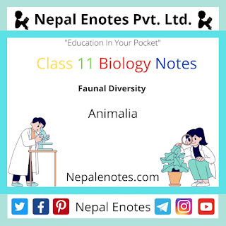 Class 11 Biology Animalia Notes