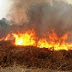 Riau Terus Terbakar Titik Api Baru Kembali Terpantau di Pelalawan