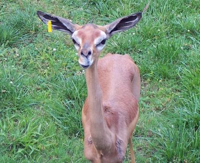 Deer Pics on Funny Deer Face  Funny Animal