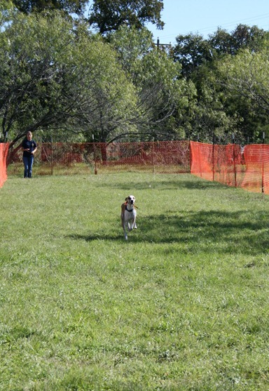 Max Lure Coursing