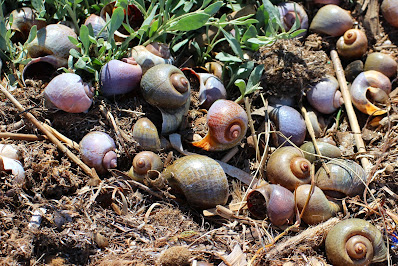 Eiland-Appelslak - - Pomacea maculata