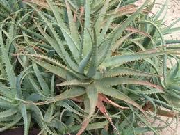 Aloe Varo Tipos De Aloe Aprende A Diferenciar Las Distintas