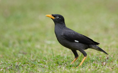 Suara Burung Jalak Kebo