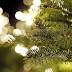 Árboles de Hoja Perenne y Otras Tradiciones Navideñas Parte 2