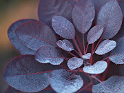 The Cotinus species is a rounded, bushy shrub that is happy and hardy . (cotinus royal purple)