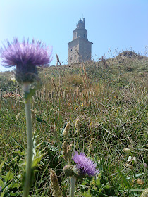 Flower and Tower   Sprint in Tower of Hercules (Corunna, Spain)   by E.V.Pita   http://evpita.blogspot.com/2011/05/flower-and-tower-flores-torre-de.html   Flores + Torre de Hércules  (Primavera en Torre de Hércules, A Coruña)  por E.V.Pita