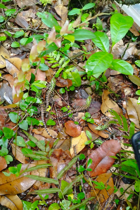 IAT solta oito filhotes de lagarto no Parque Estadual Rio da Onça, em Matinhos