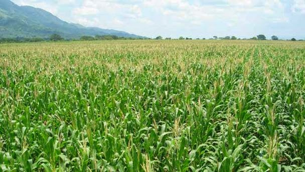Fedeagro señala que cayó la producción de ocho rubros agrícolas en 2014
