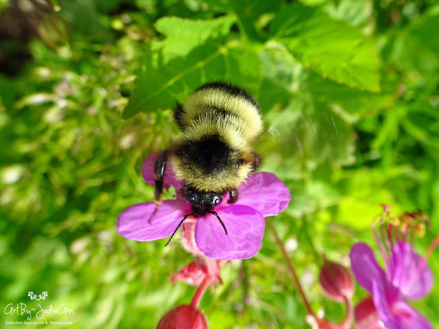 Bees Love Geranium 2 Photos + Video