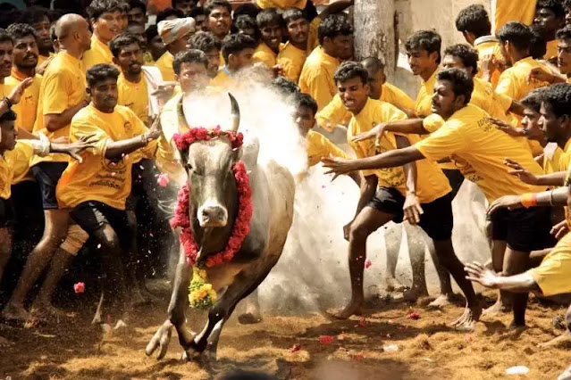 Jallikattu 2025