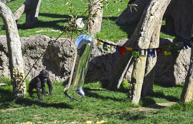 El bebé gorila Pepe celebra su primer cumpleaños en Bioparc