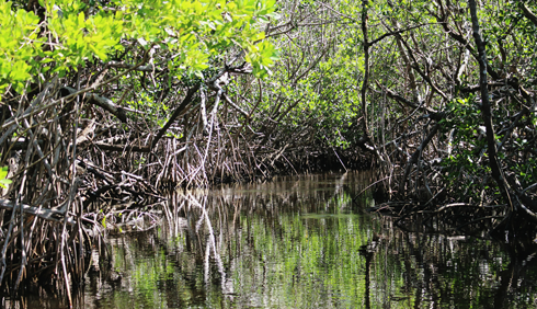 Airboats Florida Everglades Airboating