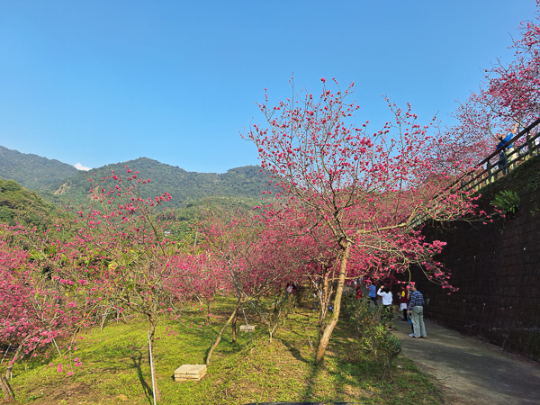 嘉義番路半天岩紫雲寺半天岩櫻花園區，壺豆花賞櫻園區免費參觀