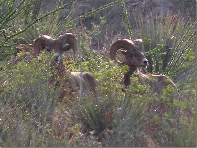 LOS FRESNOS2012 063