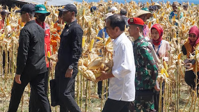 Presiden Jokowi  Panen Raya Jagung di Samota Sumbawa NTB