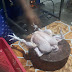 Berlangganan Ayam Potong Palu