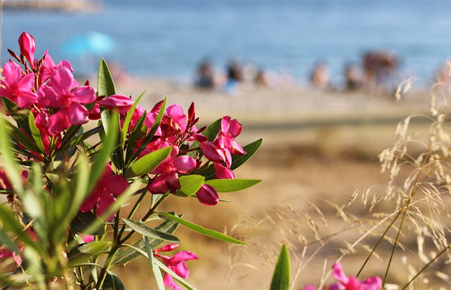 betty manousos beach and pink laurel flowers