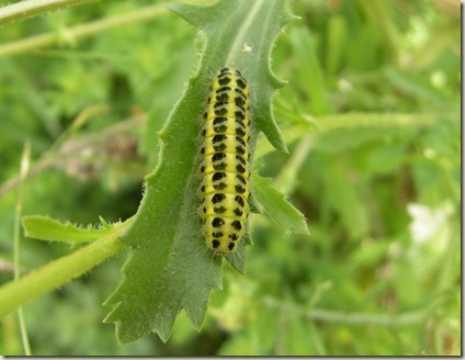 Toadflax Brocade Moth