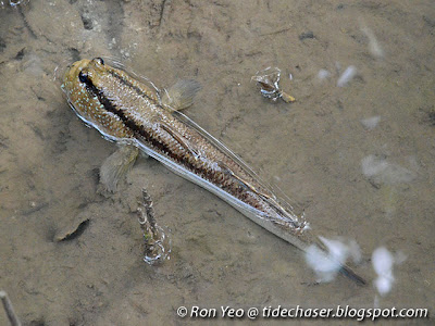 Giant Mudskipper (Periophthalmodon schlosseri)