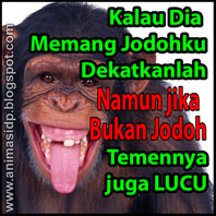 DP BLACKBERRY Minta Jodoh Lucu - DP BBM Motivasi Lucu 