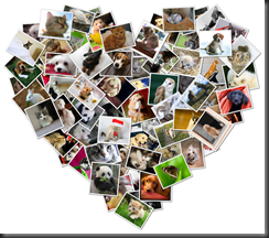 SHAPE COLLAGE  : Make picture collages in less than a minute with just a few mouse clicks