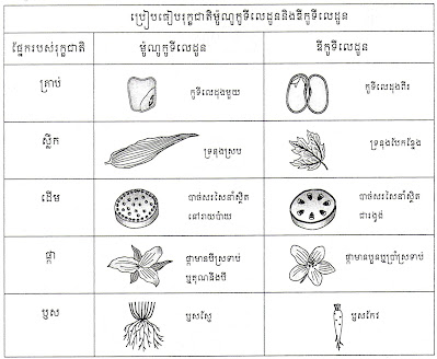 ប្រៀបធៀបម៉ូណូកូទីលេដូន និង​ឌីកូទីលេដូន, ប្រៀបធៀប, ម៉ូណូកូទីលេដូន, ឌីកូទីលេដូន,