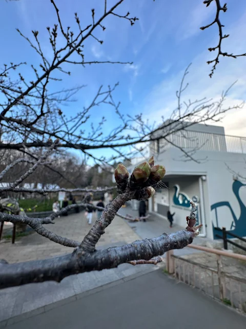 ボートのりば近くの桜も蕾