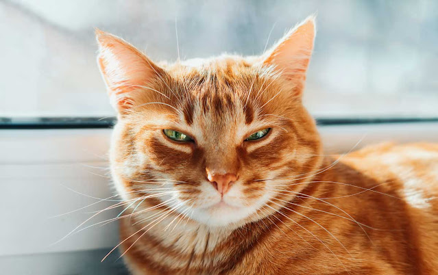 A ginger cat relaxes on a window ledge, looking at the camera with slightly-closed eyes