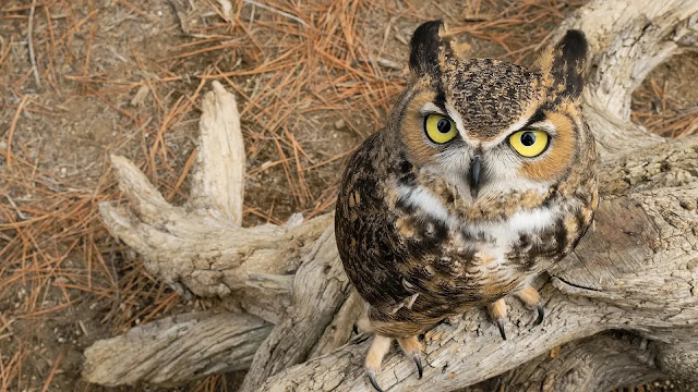 Great Horned Owls