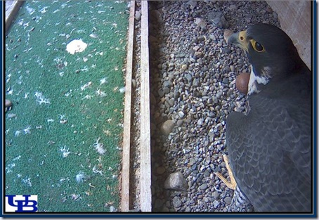 Falcon Web Cam