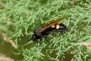 avispa-parasita-de-cuatro-puntos-megascolia-maculata-flavifrons-macho-