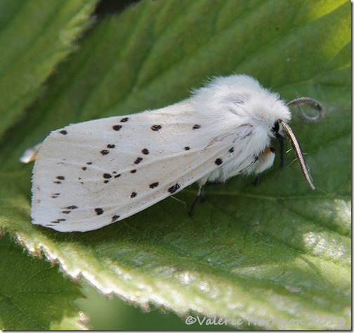 White-ermine-2